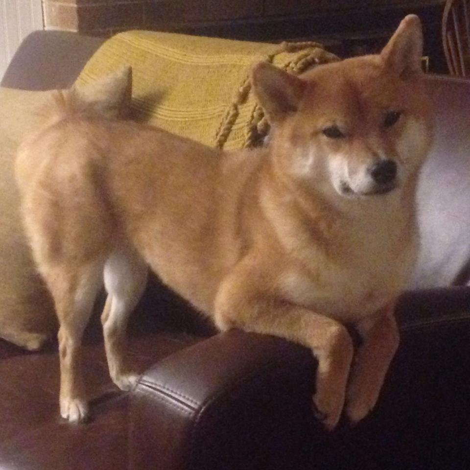 撕裂防线！杰伦·格林轰下37分打崩黄蜂，热火硬仗显露冠军相